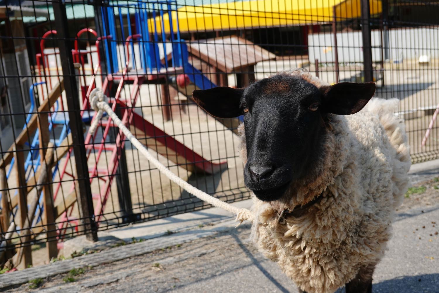 あさひこ幼稚園の羊クロピー