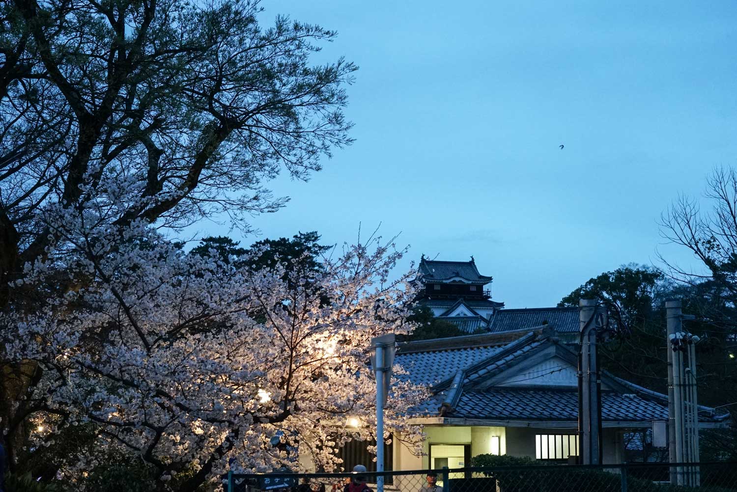 岡崎の桜祭り公式記念グッズ「缶マグネット（額縁スタンド付き）」
